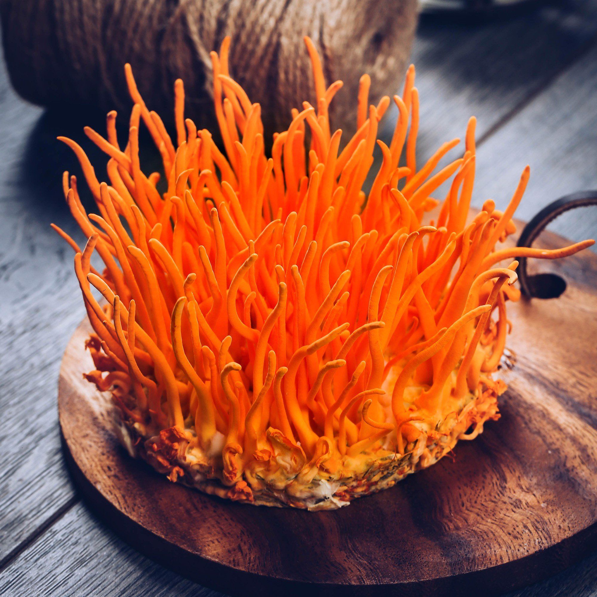 Muôn vàn công dụng của Đông trùng hạ thảo