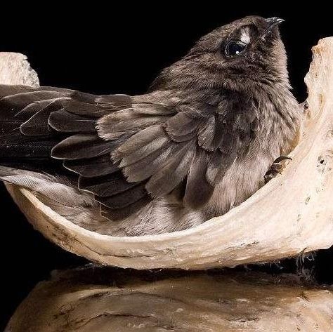 Cách chim Yến xây tổ ấm