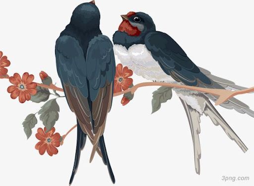 Truyền thuyết về loài chim Yến