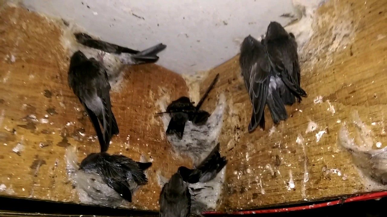 NHÀ YẾN THÀNH CÔNG 1 THÁNG THU 30 KG TỔ YẾN