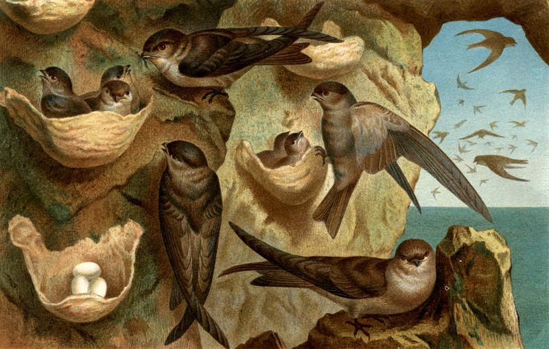 Chim yến thường ăn gì?