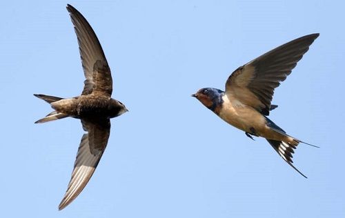 Phân biệt chim yến và chim én