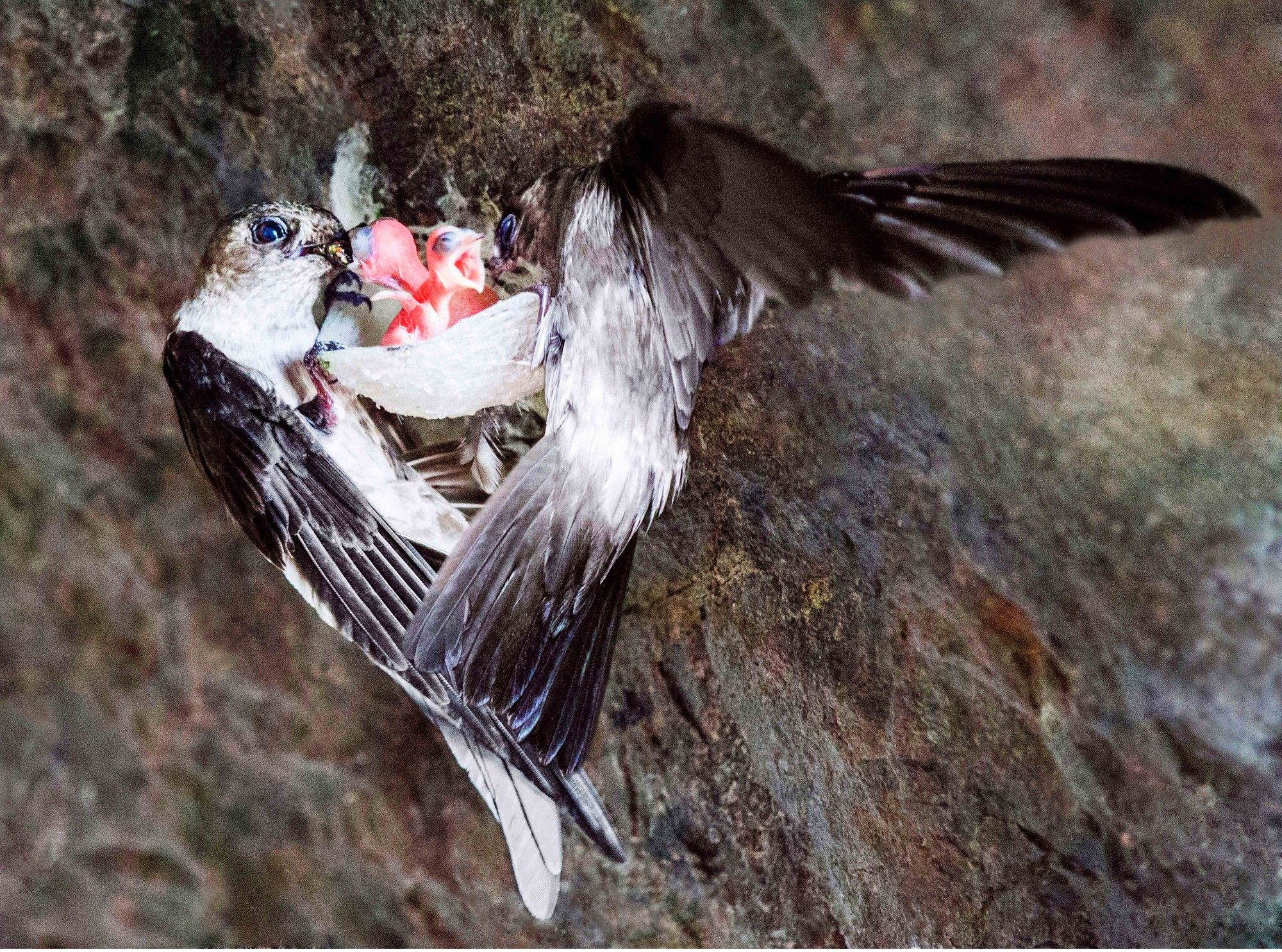 Chim yến làm tổ và nuôi con như thế nào?